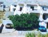 thumb_487_figtree.jpg